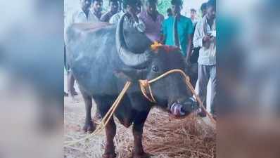 ಕೋಣಕ್ಕಾಗಿ 2 ಊರುಗಳ ನಡುವೆ ಕಲಹ, ಡಿಎನ್ಎ ಪರೀಕ್ಷೆಗೂ ನಡೆದಿತ್ತು ಸಿದ್ಧತೆ, ಮುಂದೇನಾಯ್ತು?