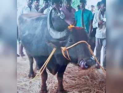 ಕೋಣಕ್ಕಾಗಿ 2 ಊರುಗಳ ನಡುವೆ ಕಲಹ, ಡಿಎನ್ಎ ಪರೀಕ್ಷೆಗೂ ನಡೆದಿತ್ತು ಸಿದ್ಧತೆ, ಮುಂದೇನಾಯ್ತು?