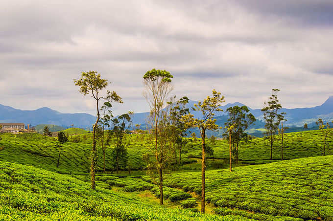 Valparai,_Tamil_Nadu photos 3