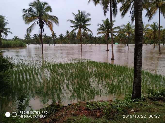 ಮಳೆಗೆ ಕೃಷಿ ಭೂಮಿ ಜಲಾವೃತ