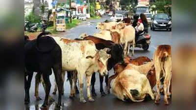 गाय चारा नाही मासांहार खातात; गोवा मंत्र्याचे तर्कट