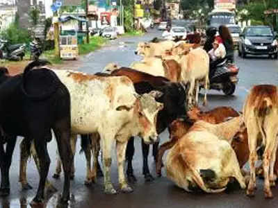 गाय चारा नाही मासांहार खातात; गोवा मंत्र्याचे तर्कट