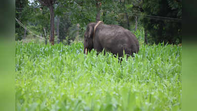 ಪುಂಡಾನೆ ಲಗ್ಗೆ: ಇಬ್ಬರಿಗೆ ತೀವ್ರ ಗಾಯ