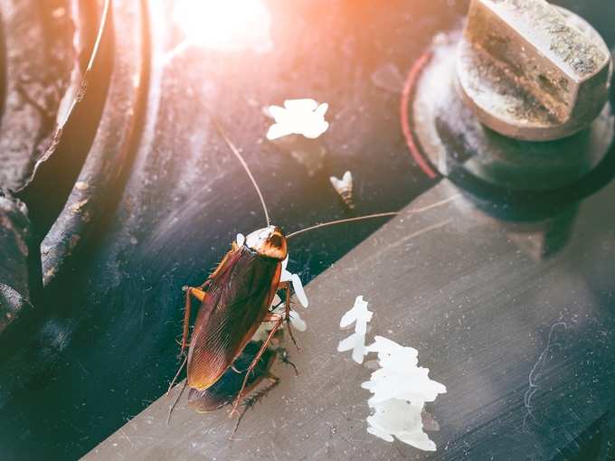 cockroach in kitchen