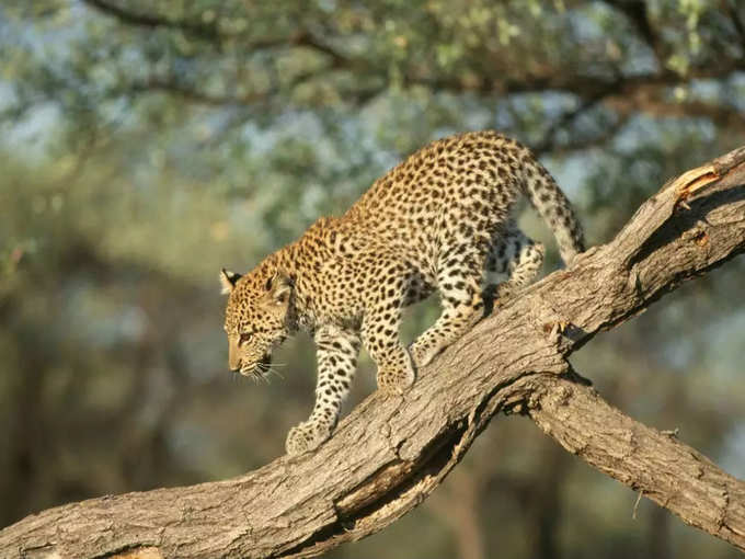 leopard wayanad