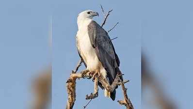 ಇಡಯಿಲಕ್ಕಾಡು ಬನ ಜೀವ ವೈವಿಧ್ಯ ಪರಂಪರೆ ಕೇಂದ್ರ