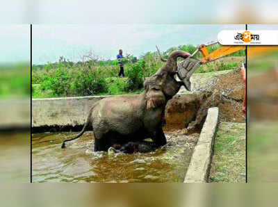 ভাইরাল VDO: বেকায়দায় কুয়োয় পড়ে গেল হাতি, তারপর...