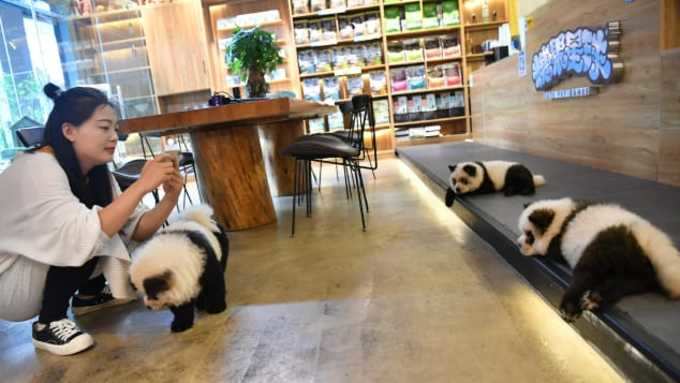 http___cdn.cnn.com_cnnnext_dam_assets_191023001313-02-pet-cafe-panda-dogs-restricted