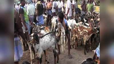 ஆச்சரியமூட்டிய ஆடுகள் விற்பனை - கோடிகள் குவிந்த வேப்பூர் மார்க்கெட்!