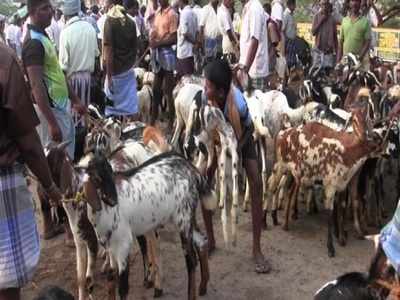 ஆச்சரியமூட்டிய ஆடுகள் விற்பனை - கோடிகள் குவிந்த வேப்பூர் மார்க்கெட்!