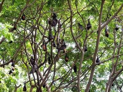 வௌவால்களுக்காக பட்டாசு வெடிக்காத கிராமங்கள்..! திருச்சியில் சுவாரசியம்..