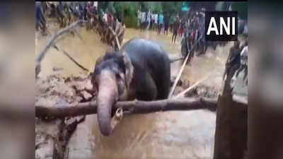 ओडिशा: अपनी जान पर खेलकर कुएं में डूबते जंगली हाथी को बचाया