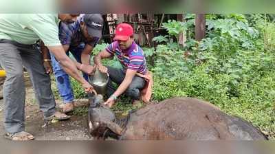 वासराला वाचवण्याचे प्रयत्न ठरले निष्फळ