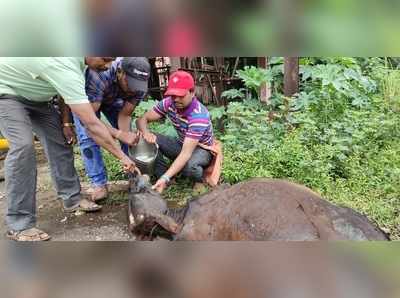 वासराला वाचवण्याचे प्रयत्न ठरले निष्फळ