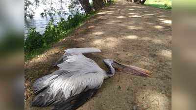 ಪೆಲಿಕಾನ್‌ ಸಾವಿಗೆ ಹಕ್ಕಿಜ್ವರ ಕಾರಣವಲ್ಲ