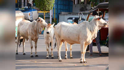 ದೇಶದಲ್ಲಿ ಗಣನೀಯವಾಗಿ ಹೆಚ್ಚುತ್ತಿದೆ ಗೋ ಸಂತತಿ!