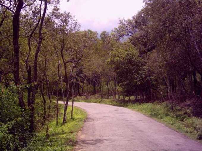 Sandalforest