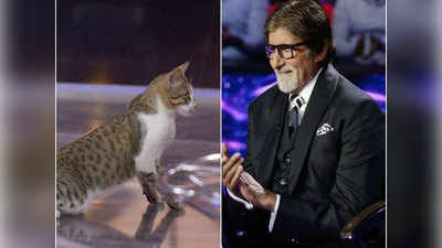 देखें, जब अमिताभ बच्चन संग कौन बनेगा करोड़पति खेलने आई बिल्ली!
