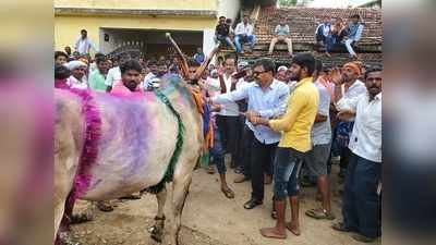 ಹೋರಿ ಬೆದರಿಸುವ ಸ್ಪರ್ಧೆಯಲ್ಲಿ ತಿವಿದ ಹೋರಿ, ರೇಣುಕಾಚಾರ್ಯಗೆ ಗಾಯ