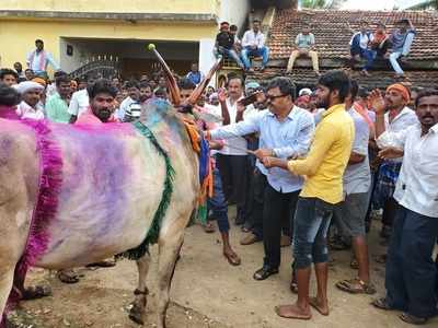 ದಾವಣಗೆರೆಯಲ್ಲಿ ಹೋರಿ ಬೆದರಿಸಲು ಹೋಗಿ ಗಾಯಗೊಂಡ ಎಂ.ಪಿ. ರೇಣುಕಾಚಾರ್ಯ