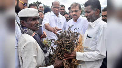 किसानों से मिले शरद पवार, पौत्र रोहित ने मनाया अपनी जीत का जश्न