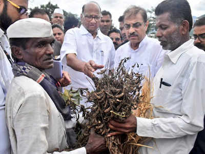 किसानों से मिले शरद पवार, पौत्र रोहित ने मनाया अपनी जीत का जश्न