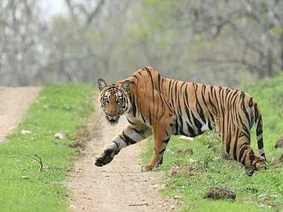 मराठवाड्यात ४० वर्षांनी वाघोबा दर्शन, चार गायींची शिकार