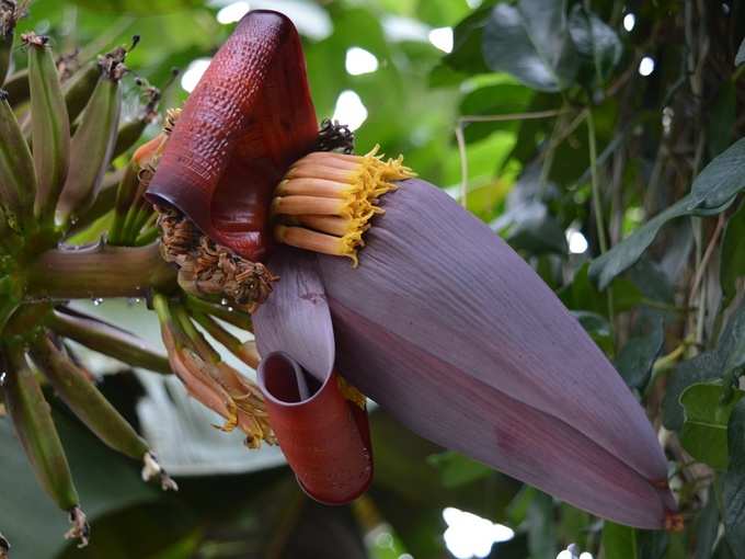 health benefits of banana flower