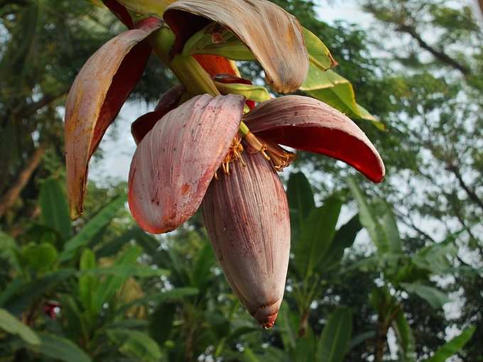 banana flower eating benefits