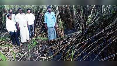 ಶಾರ್ಟ್‌ ಸಕ್ರ್ಯೂಟ್‌ನಿಂದ ಕಬ್ಬು ನಾಶ