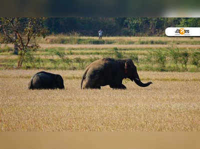 পটকার আওয়াজে মানুষ বিরক্ত, ভ্রুক্ষেপ নেই হাতিদের