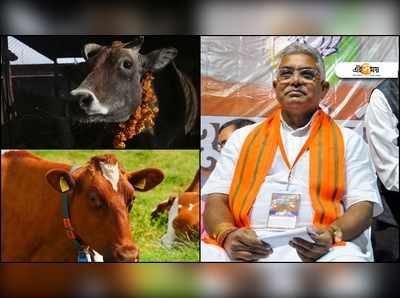 Dilip Ghosh: বিদেশি গোরু গো-মাতা নয়, দেশি গোরুর দুধে সোনা: দিলীপ ঘোষ