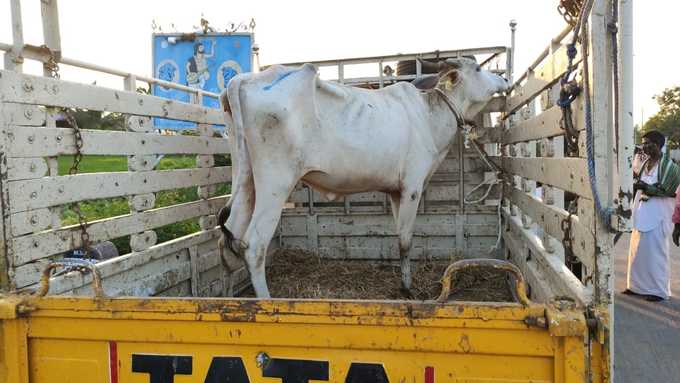 ಕಸಾಯಿಖಾನೆ ಪಾಲಾಗ್ತಿದ್ದ ಹಸು ರಕ್ಷಿಸಿದ ಮಾಜಿ ಶಾಸಕ: ಸೋಷಿಯಲ್ ಮೀಡಿಯಾದಲ್ಲಿ ಸುರೇಶ್ ಬಾಬುಗೆ ಬಹುಪರಾಕ್!