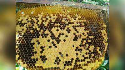 अतिवृष्टीने मध व्यवसाय उद्ध्वस्थ