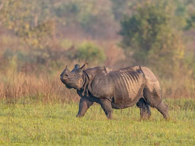 मानस नैशनल पार्क, असम