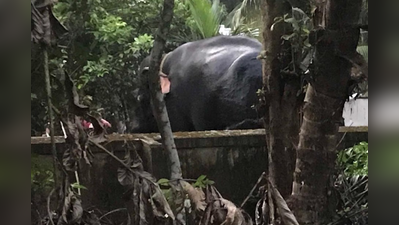 തിരുനക്കരയിൽ ആറാട്ട് കഴിഞ്ഞ് മടങ്ങിയ ആന ഇടഞ്ഞു; പാപ്പാനെ കുത്തിക്കൊന്നു