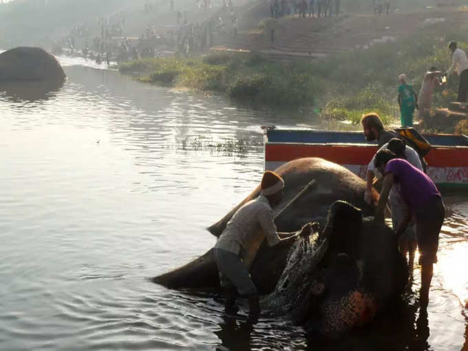 virupaksha elephant lakshmi