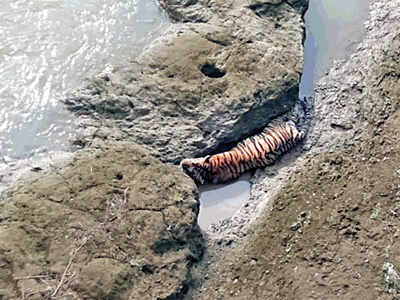 शिवना नदीत अडकलेल्या वाघाचा अखेर मृत्यू
