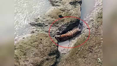 महाराष्ट्र: 24 घंटे चला रेस्क्यू फिर भी नहीं बचा सके जान, नदी में चट्टानों के बीच फंसे बाघ की मौत