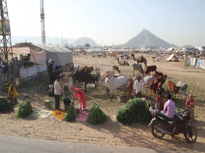 camel fest