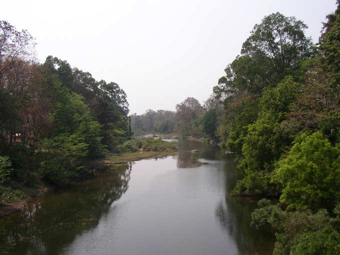 Nedungayam forest