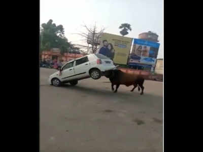 ಮಾರುತಿ ಕಾರನ್ನು ಎತ್ತೆತ್ತಿ ಬಿಸಾಕಿದ ಗೂಳಿ : ಇಲ್ಲಿದೆ ವಿಡಿಯೋ