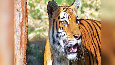 एमपीः कान्हा नैशनल पार्क में शावक का शिकार कर खा गया बाघ