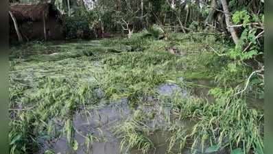 তোলার সময় হয়ে এসেছিল, বুলবুলে ধ্বংস মাঠের সোনালি ফসল