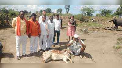 ओला चारा खाल्याने ११ जनावरे मृत?