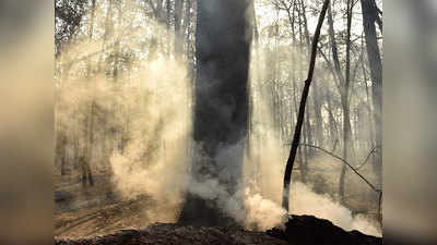 ऑस्ट्रेलिया के जंगल में तेजी से फैल रही आग, आपातकाल घोषित