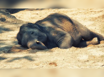 ആനയെ വിഷം കൊടുത്ത് കൊന്നതായി പരാതി; മുന്‍ പാപ്പാന്‍മാര്‍ക്കെതിരെ കേസ്