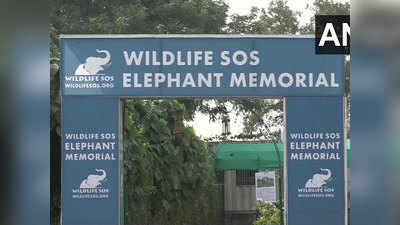 मथुरा में बना देश का पहला हाथी स्मारक, इलाज के दौरान मृत हाथियों की दिलाएगा याद