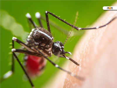 আবাসনে থমকে ডেঙ্গি দমন, বাড়ছে ডেঙ্গির থাবা