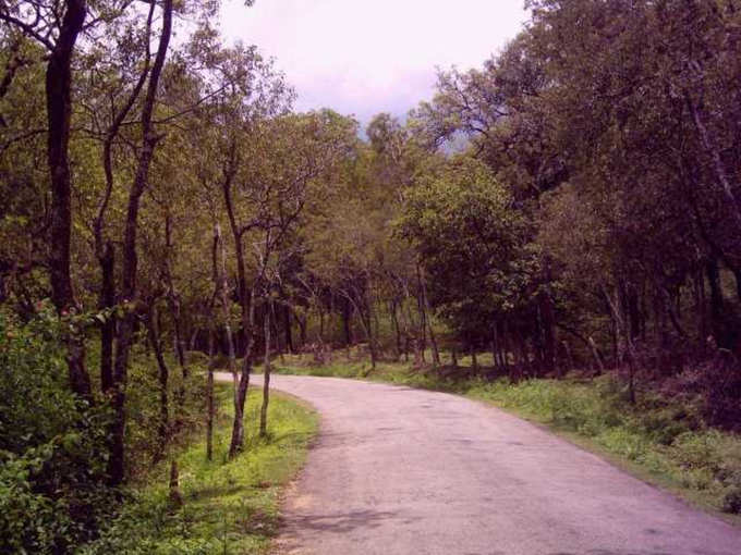 marayur forest